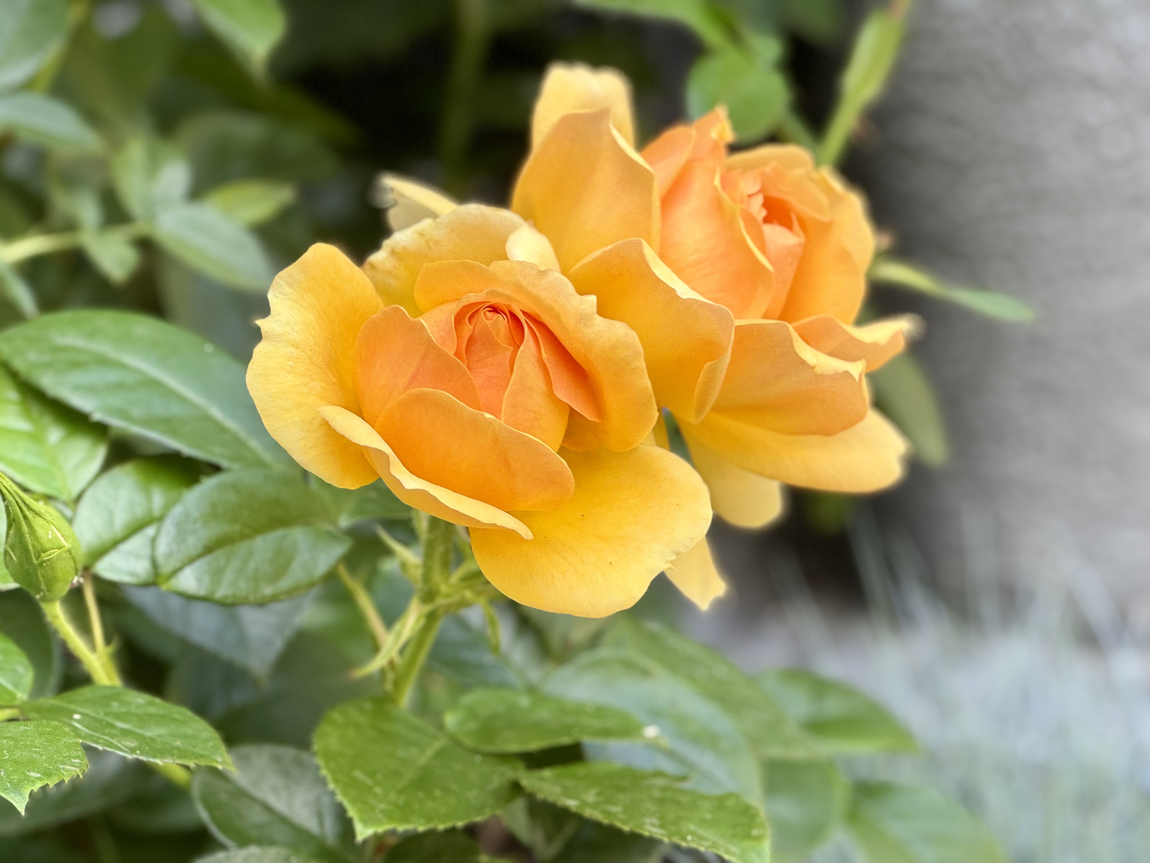 Rosenblüte